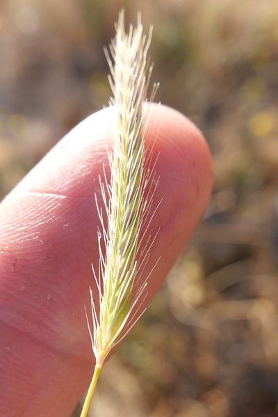 Hordeum depressum, photographed by paulexcoff