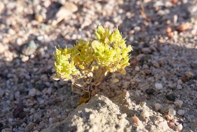 Lepidium flavum, photographed by paulexcoff