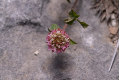 Trifolium argutum, photographed by Eleftherios Katsillis