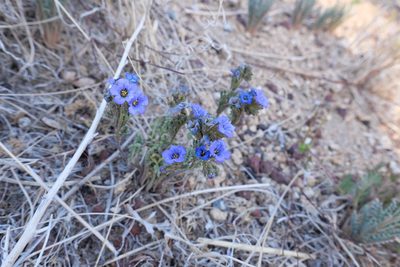 Phacelia fremontii, photographed by paulexcoff