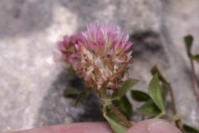 Trifolium argutum, photographed by Eleftherios Katsillis