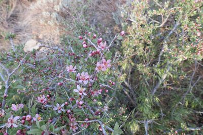 Prunus andersonii, photographed by paulexcoff