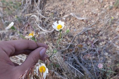 Layia glandulosa, photographed by paulexcoff
