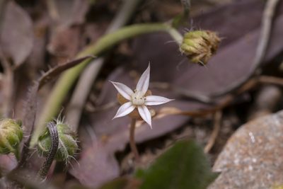 Sedum rubens, photographed by Eleftherios Katsillis