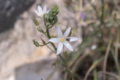 Loncomelos narbonense, photographed by Eleftherios Katsillis