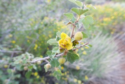 Fremontodendron californicum, photographed by paulexcoff