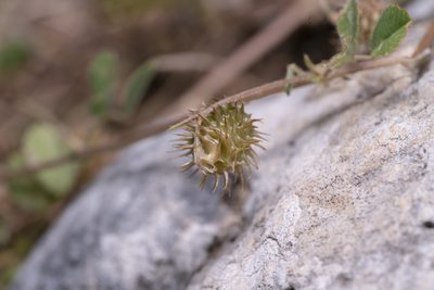 Medicago disciformis, photographed by Eleftherios Katsillis