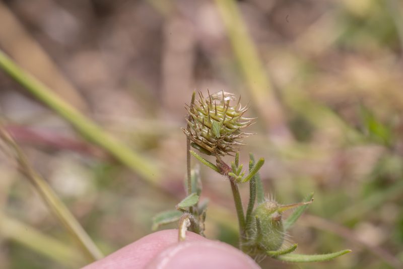 Medicago disciformis, photographed by Eleftherios Katsillis