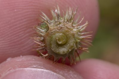 Medicago disciformis, photographed by Eleftherios Katsillis