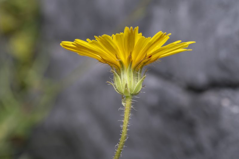 Picris pauciflora, photographed by Eleftherios Katsillis