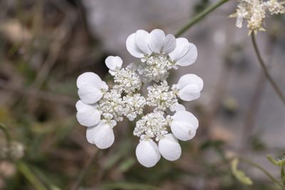 Tordylium aegaeum, photographed by Eleftherios Katsillis