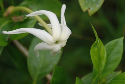 Hillia parasitica, photographed by Loren Cassin Sackett