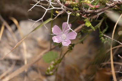 Malva cretica, photographed by Eleftherios Katsillis