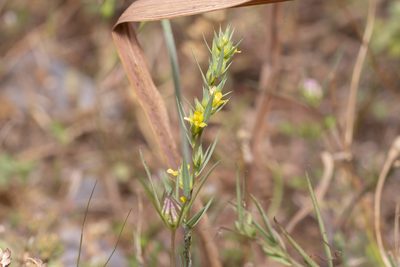 Linum strictum, photographed by Eleftherios Katsillis