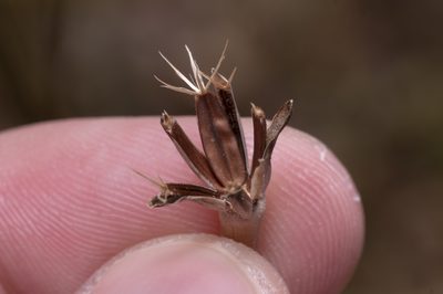 Hyoseris radiata, photographed by Eleftherios Katsillis