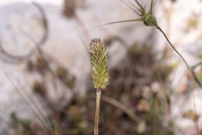 Ranunculus asiaticus, photographed by Eleftherios Katsillis