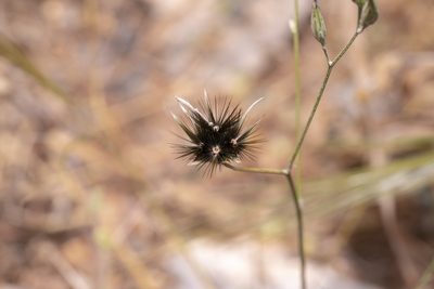 Crupina crupinastrum, photographed by Eleftherios Katsillis