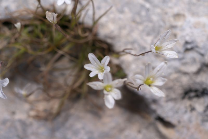 Gagea graeca, photographed by Eleftherios Katsillis