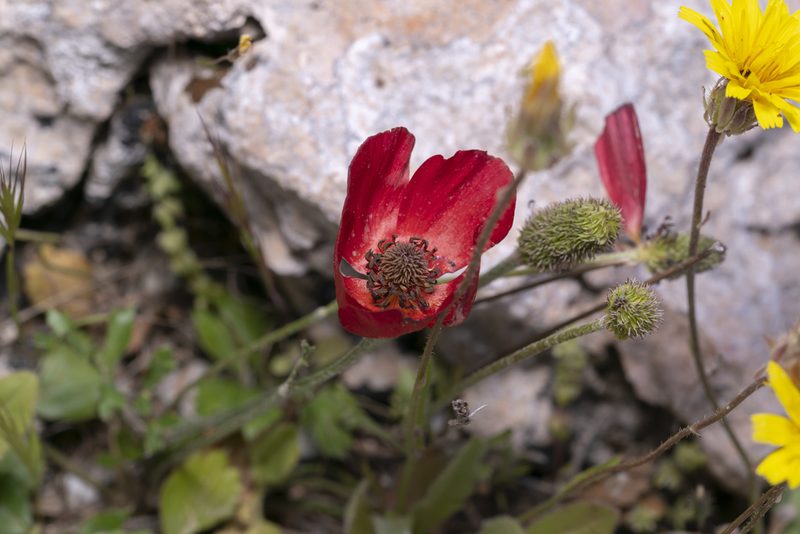 Ranunculus asiaticus, photographed by Eleftherios Katsillis