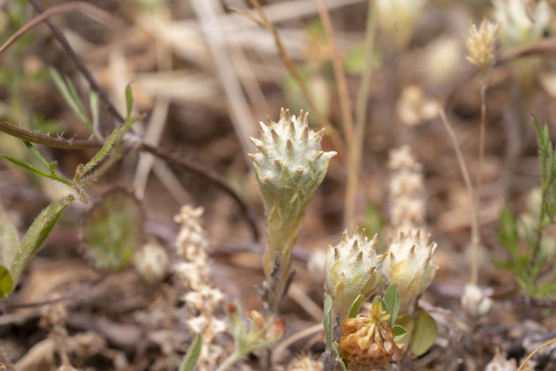 Filago eriocephala, photographed by Eleftherios Katsillis