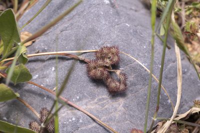 Scorpiurus muricatus, photographed by Eleftherios Katsillis
