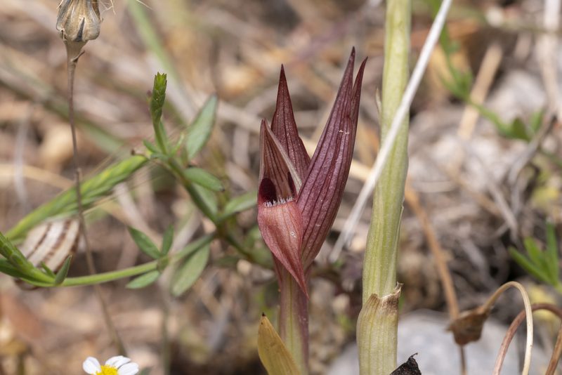 Serapias orientalis, photographed by Eleftherios Katsillis