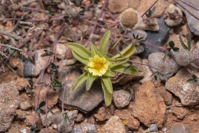 Asteriscus aquaticus, photographed by Eleftherios Katsillis