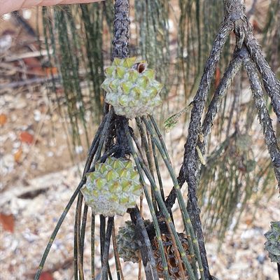 Casuarina equisetifolia, photographed by ronavery