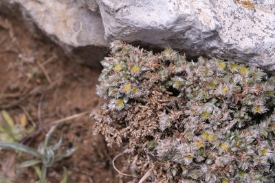 Paronychia macrosepala, photographed by Eleftherios Katsillis