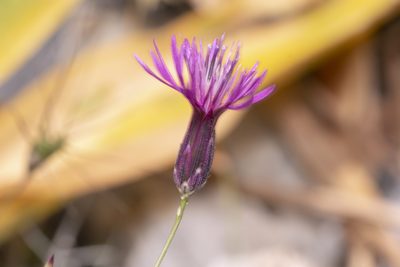 Crupina crupinastrum, photographed by Eleftherios Katsillis