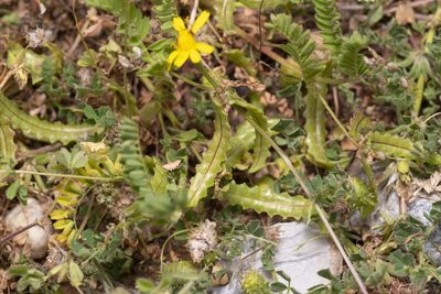 Biserrula pelecinus, photographed by Eleftherios Katsillis