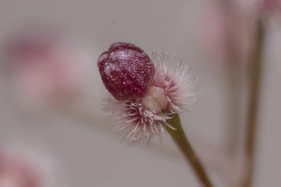 Jubogalium setaceum, photographed by Eleftherios Katsillis