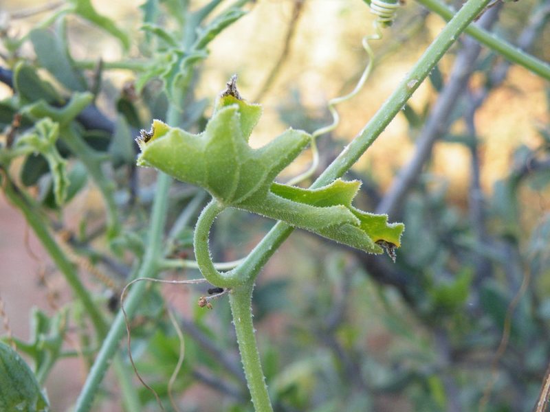 Corallocarpus welwitschii, photographed by Antoinette Eyssell Knox