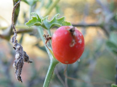 Corallocarpus welwitschii, photographed by Antoinette Eyssell Knox
