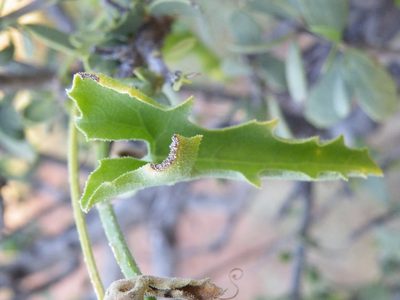 Corallocarpus welwitschii, photographed by Antoinette Eyssell Knox