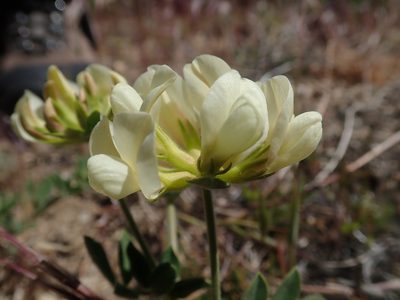 Acmispon grandiflorus, photographed by Scott Yarger