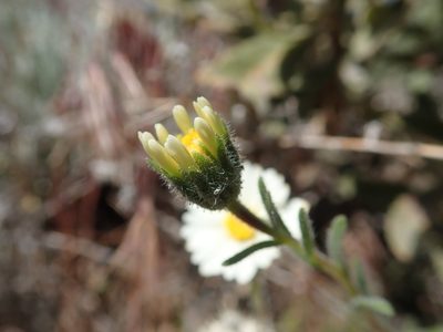 Layia glandulosa, photographed by Scott Yarger