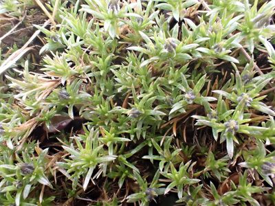 Phlox diffusa, photographed by James H. Thomas