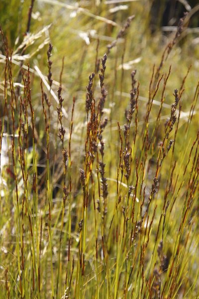 Tetraria flexuosa, photographed by Tony Rebelo