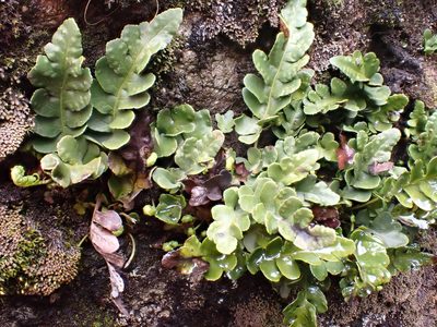 Polypodium amorphum, photographed by James H. Thomas