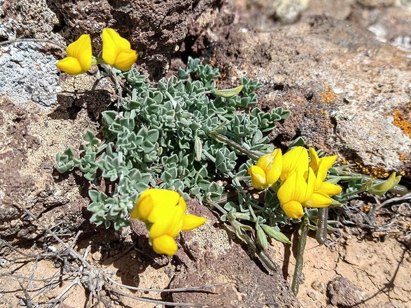 Lotus lancerottensis, photographed by Eric Tittley