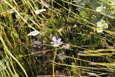 Pelargonium artemisiifolium, photographed by Tony Rebelo