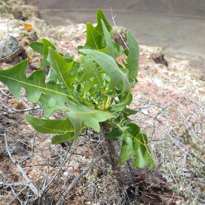 Sonchus pinnatifidus, photographed by Eric Tittley