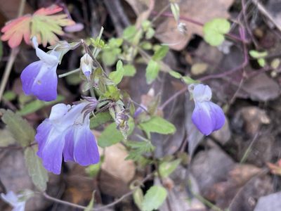 Collinsia multicolor