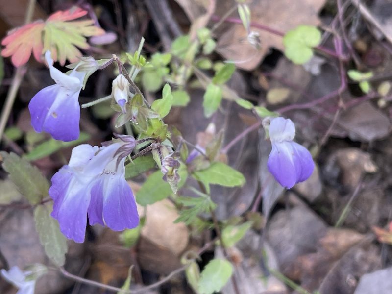 Collinsia multicolor, photographed by Dee Shea Himes