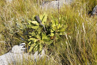 Protea speciosa, photographed by Tony Rebelo