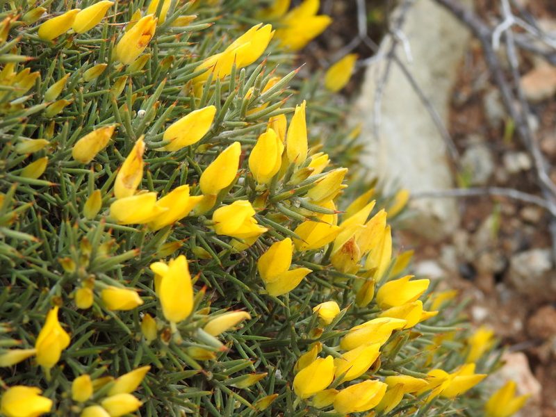 Ulex erinaceus, photographed by Duarte Frade