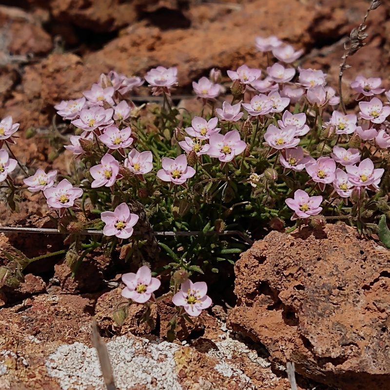 Spergularia fimbriata, photographed by Eric Tittley