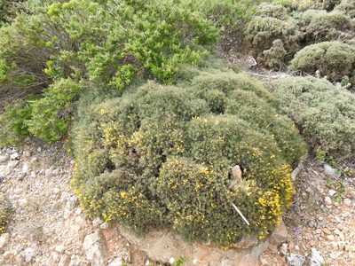 Ulex erinaceus, photographed by Duarte Frade