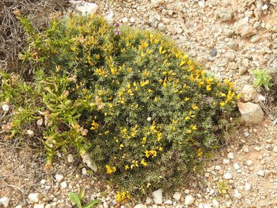 Ulex erinaceus, photographed by Duarte Frade